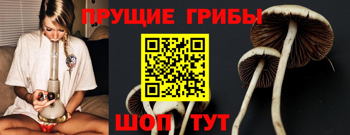 Галлюциногенные грибы Psilocybe Малоярославец